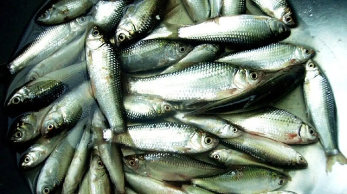 Cá linh mùa nước nổi: Tuyệt phẩm lộc trời và cẩm nang A-Z 3 ca linh mua nuoc noi tuyet pham loc troi va cam nang a z 1