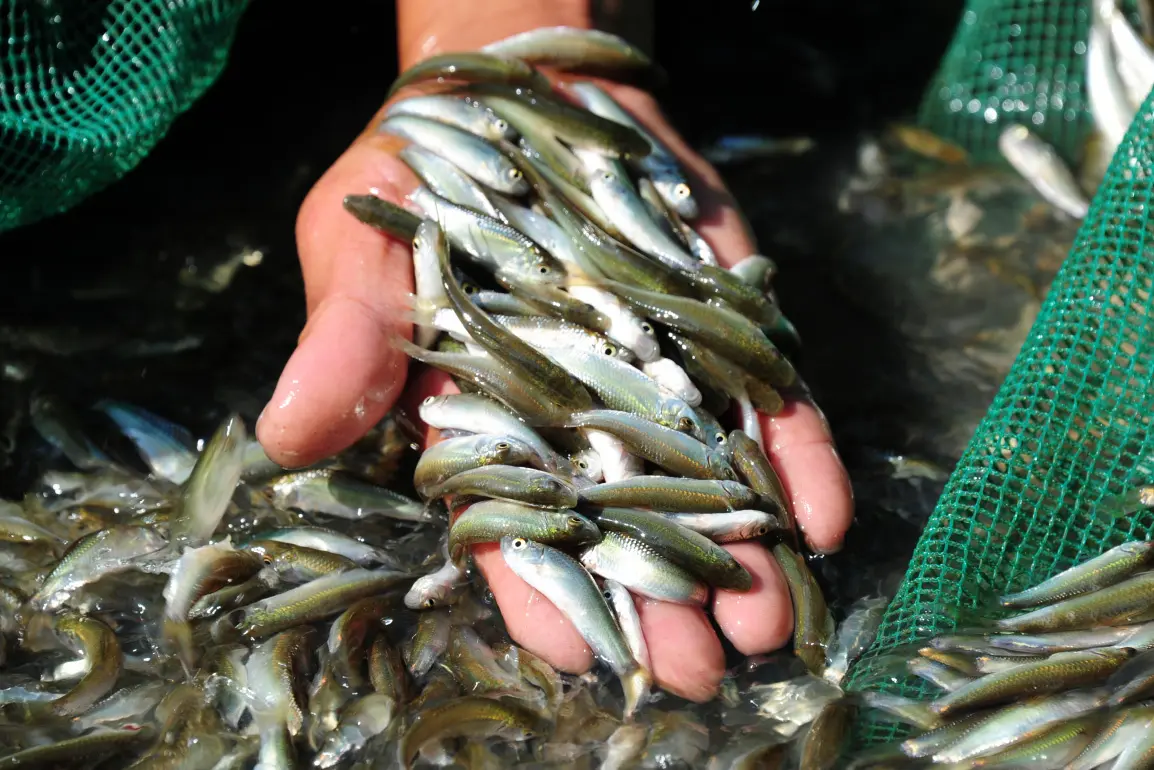 Cá linh mùa nước nổi: Tuyệt phẩm lộc trời và cẩm nang A-Z 4 ca linh mua nuoc noi tuyet pham loc troi va cam nang a z 2