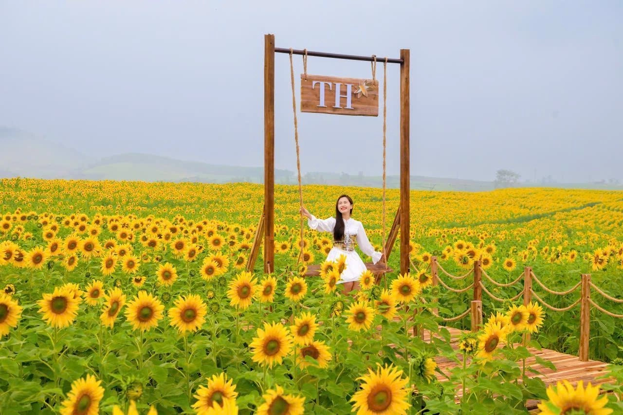Top 8 cánh đồng hoa hướng dương đẹp nhất Việt Nam 3 canh dong hoa huong duong th nghe an