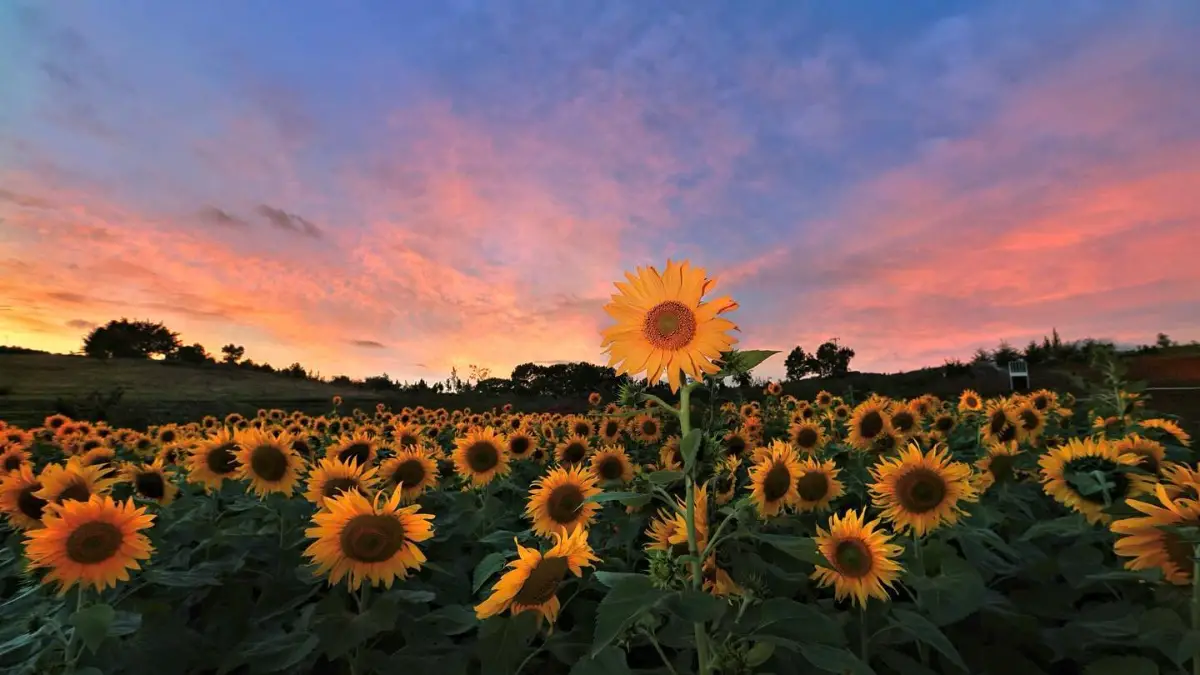 Top 8 cánh đồng hoa hướng dương đẹp nhất Việt Nam 6 hoa trong rung canh dong hoa huong duong viet nam timeoutvietnam