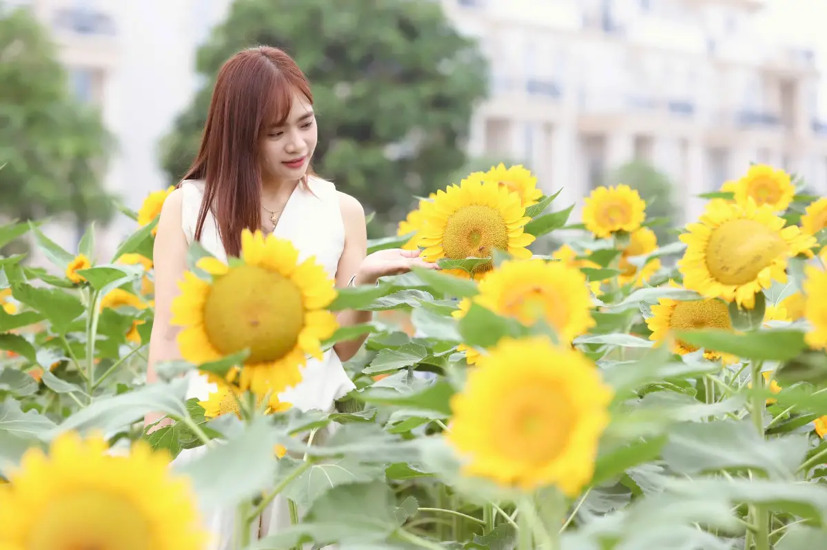 Top 8 cánh đồng hoa hướng dương đẹp nhất Việt Nam 8 le hoi hoa huong duong tp ho chi minh timeoutvietnam