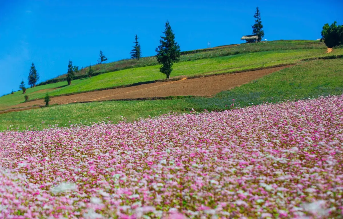 Tháng 12 nên đi du lịch ở đâu: 12 tọa độ săn mây tuyết 6 thang 12 nen di du lich o dau 12 toa do san may tuyet 3