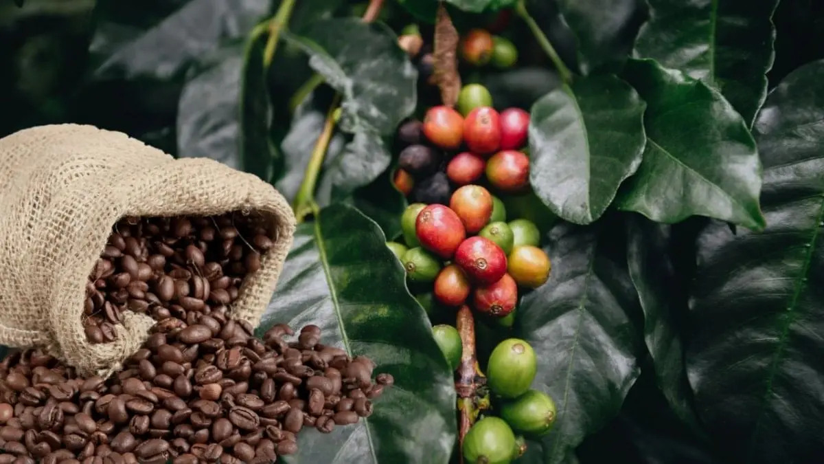 Thời điểm du lịch các nước ASEAN: Cẩm nang khám phá Đông Nam Á 9 thoi diem du lich cac nuoc asean cam nang kham pha dong nam a 6