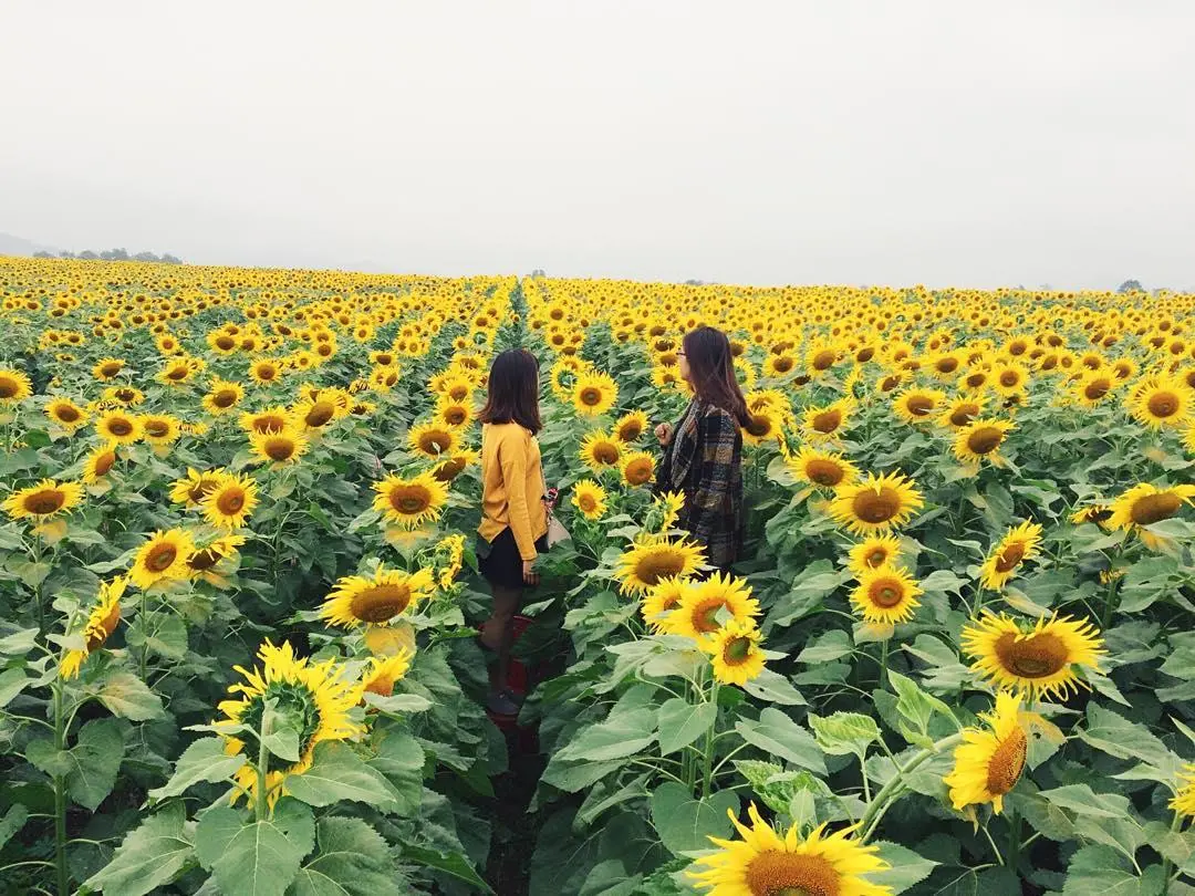 Top 8 cánh đồng hoa hướng dương đẹp nhất Việt Nam 7 top 8 canh dong hoa huong duong dep nhat viet nam 1