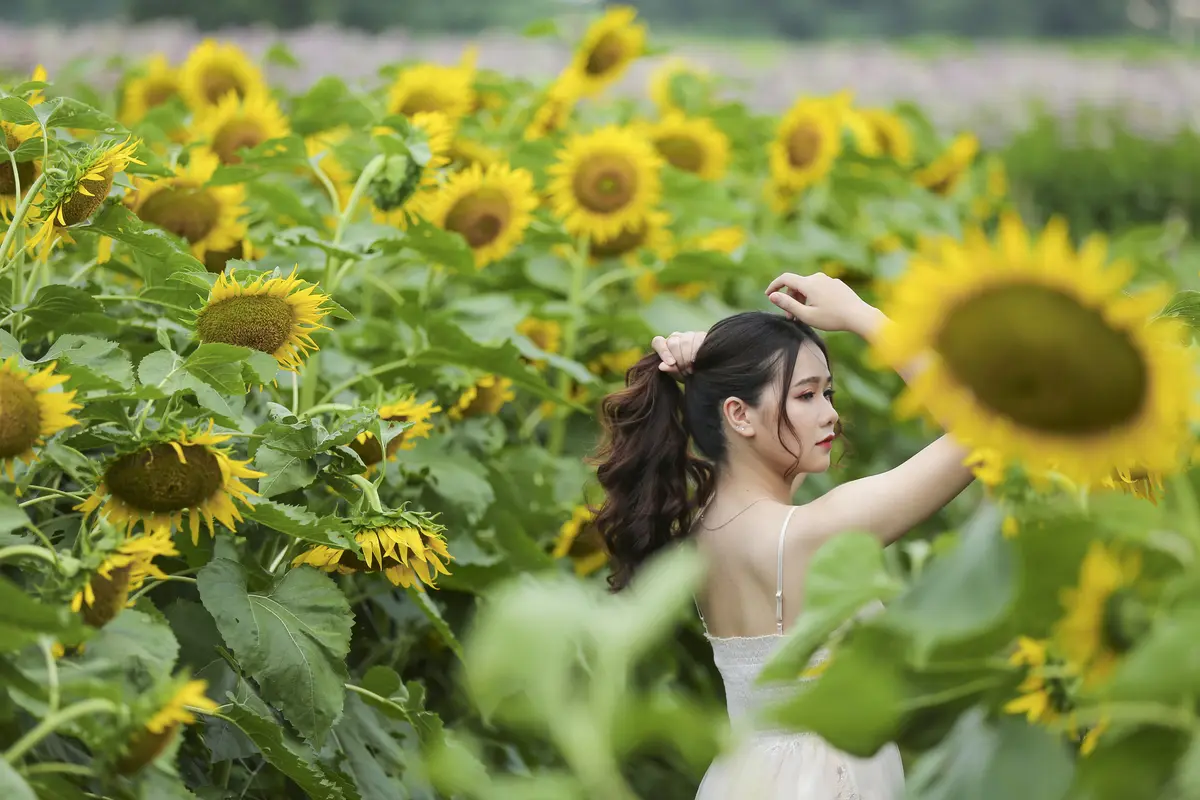 Top 8 cánh đồng hoa hướng dương đẹp nhất Việt Nam 9 top 8 canh dong hoa huong duong dep nhat viet nam 2