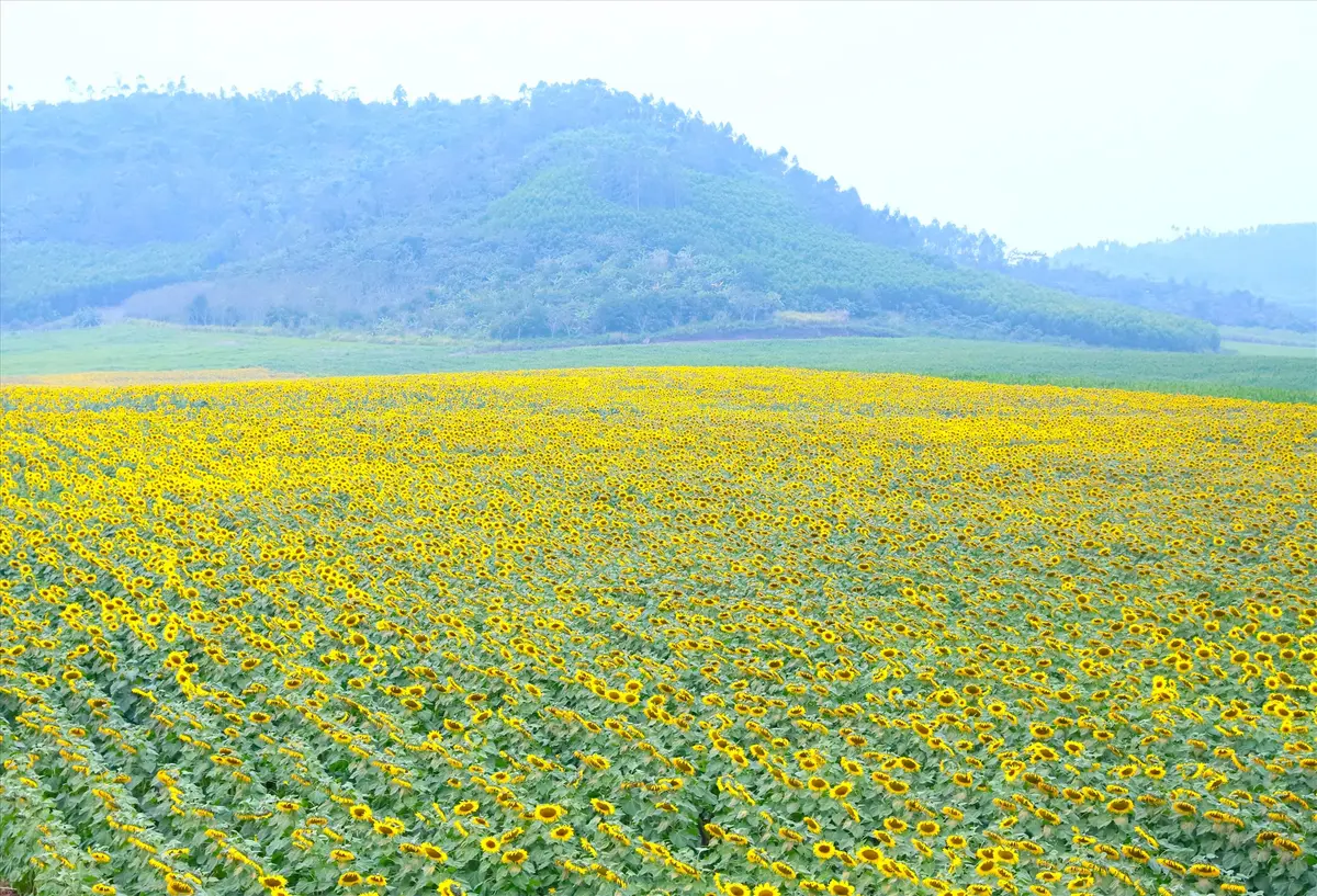 7 Kinh nghiệm du lịch Nghệ An tự túc chi tiết từ A-Z 4 7 kinh nghiem du lich nghe an tu tuc chi tiet tu a z