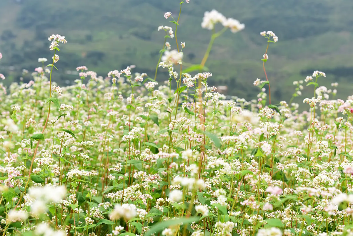 Mùa tam giác mạch Hà Giang: 5 bí quyết săn hoa đẹp nhất 3 mua tam giac mach ha giang 5 bi quyet san hoa dep nhat 1