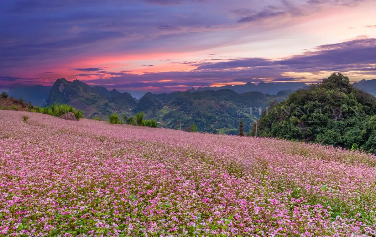 Mùa tam giác mạch Hà Giang: 5 bí quyết săn hoa đẹp nhất 5 mua tam giac mach ha giang 5 bi quyet san hoa dep nhat 3