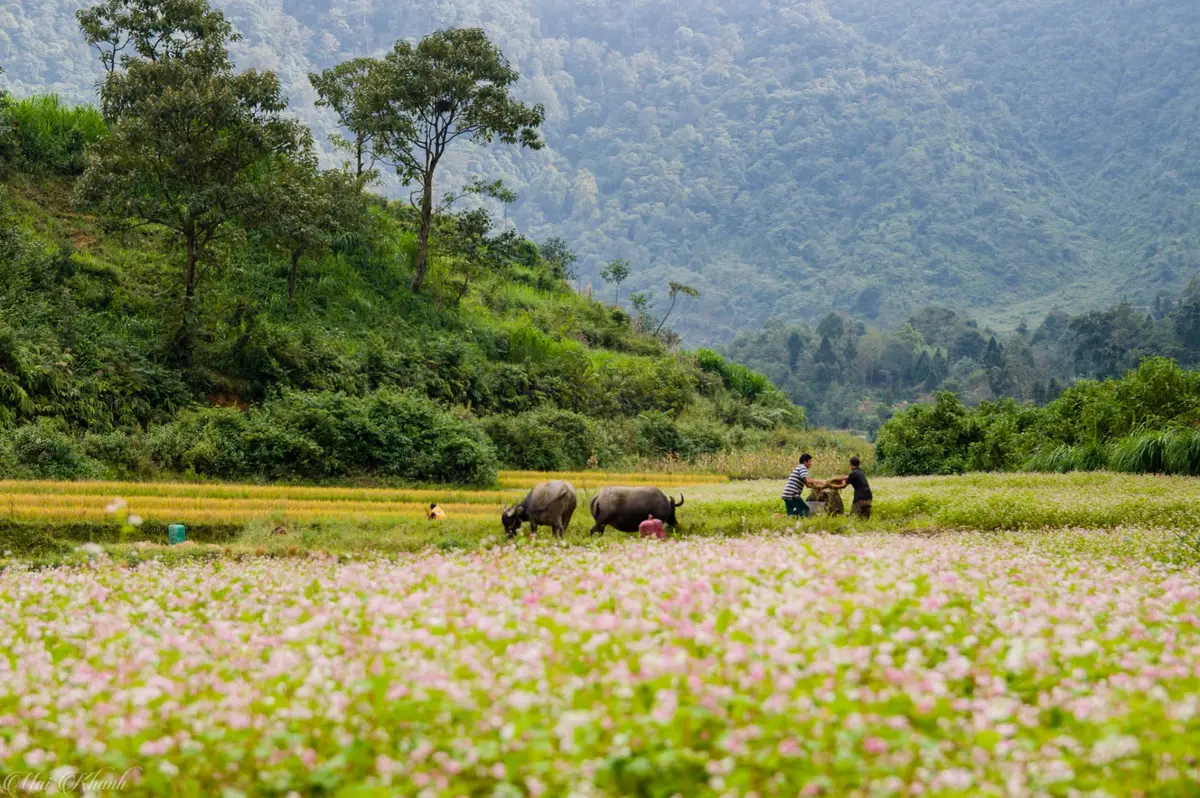 Mùa tam giác mạch Hà Giang: 5 bí quyết săn hoa đẹp nhất 10 mua tam giac mach ha giang 5 bi quyet san hoa dep nhat 8