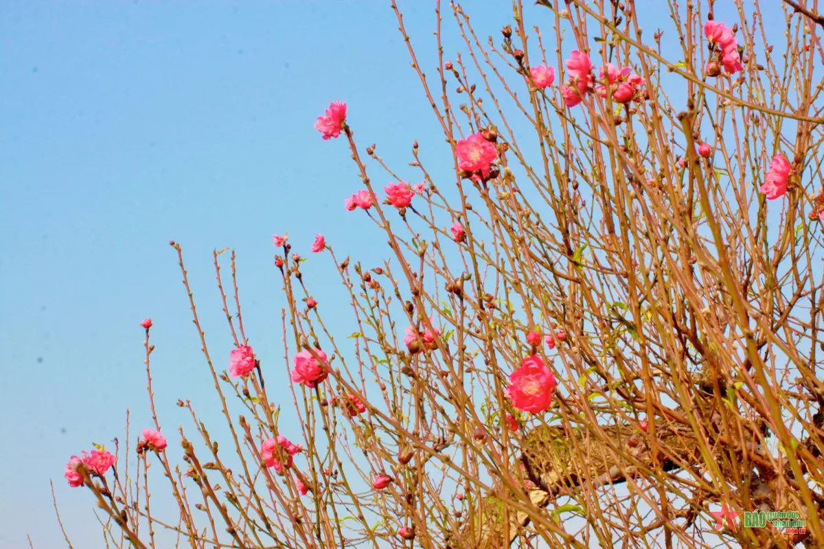 Review vườn đào Nhật Tân 2026: Cẩm nang du xuân chi tiết 4 review vuon dao nhat tan 2026 cam nang du xuan chi tiet 1