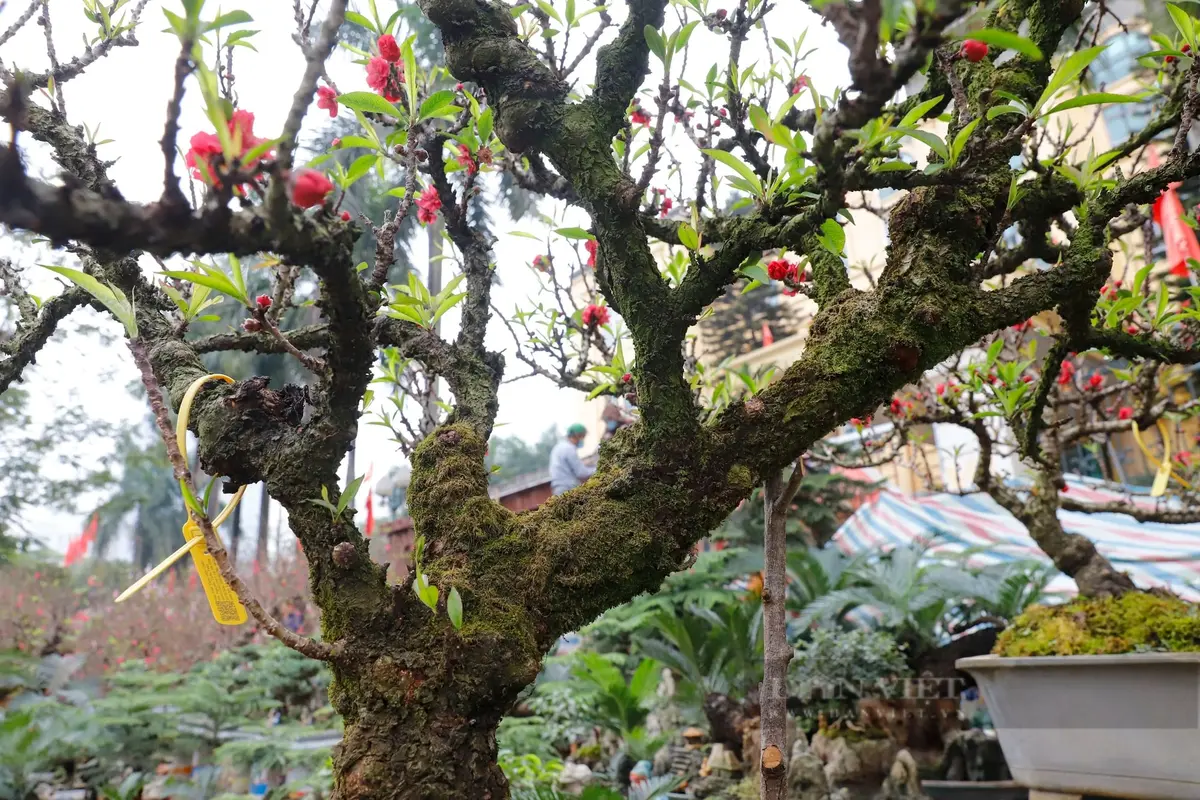 Review vườn đào Nhật Tân 2026: Cẩm nang du xuân chi tiết 5 review vuon dao nhat tan 2026 cam nang du xuan chi tiet 2