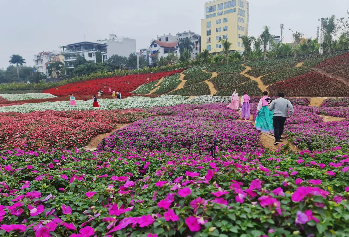Review vườn đào Nhật Tân 2026: Cẩm nang du xuân chi tiết 8 review vuon dao nhat tan 2026 cam nang du xuan chi tiet 5