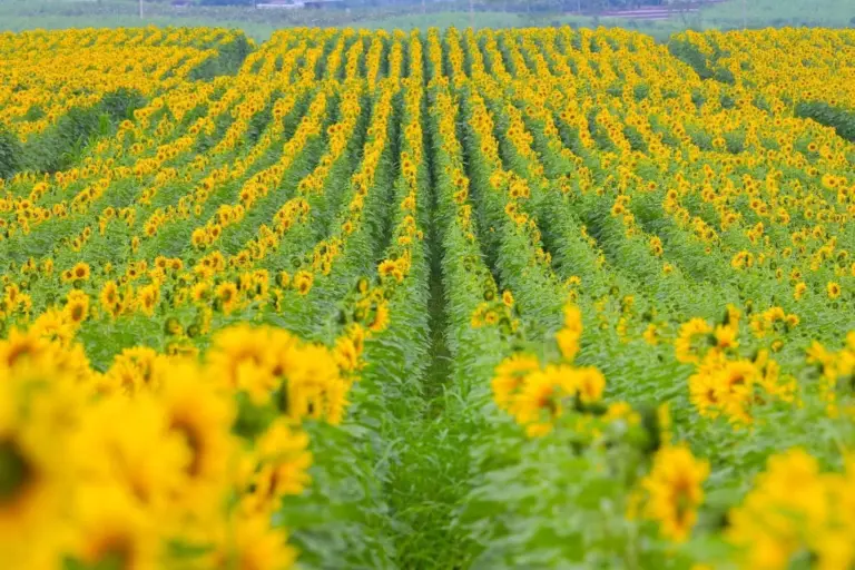 Top 8 cánh đồng hoa hướng dương đẹp nhất Việt Nam