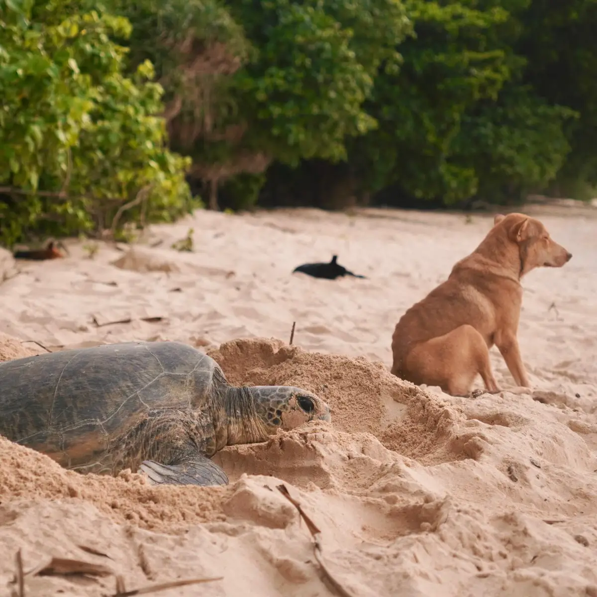 Du lịch trái mùa Việt Nam: Top 13 điểm đến tiết kiệm nhất 16 Côn Đảo - Mùa rùa biển sinh sản - Timeout Việt Nam
