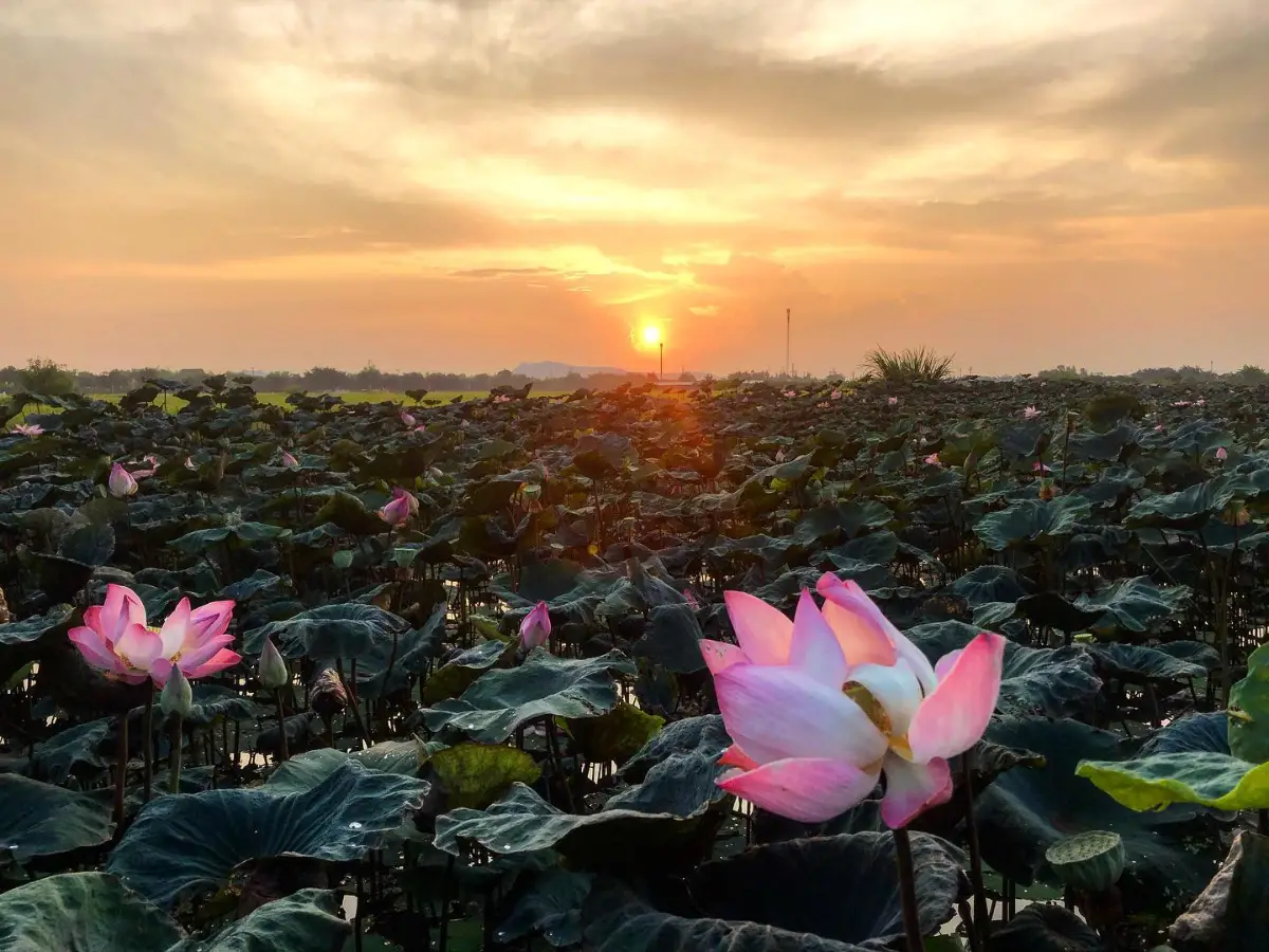 Du lịch trái mùa Việt Nam: Top 13 điểm đến tiết kiệm nhất 9 Đầm sen Vân Long (Ninh Bình) - Du lịch trái mùa - Timeout Việt Nam