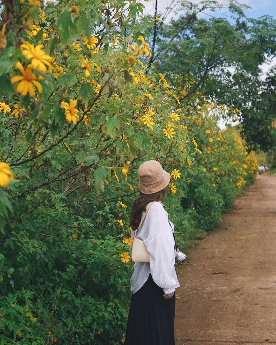 16 địa điểm chụp ảnh hoa dã quỳ đẹp nhất 3 miền 9 Đèo Mang Yang chụp ảnh hoa dã quỳ - Timeout Việt Nam