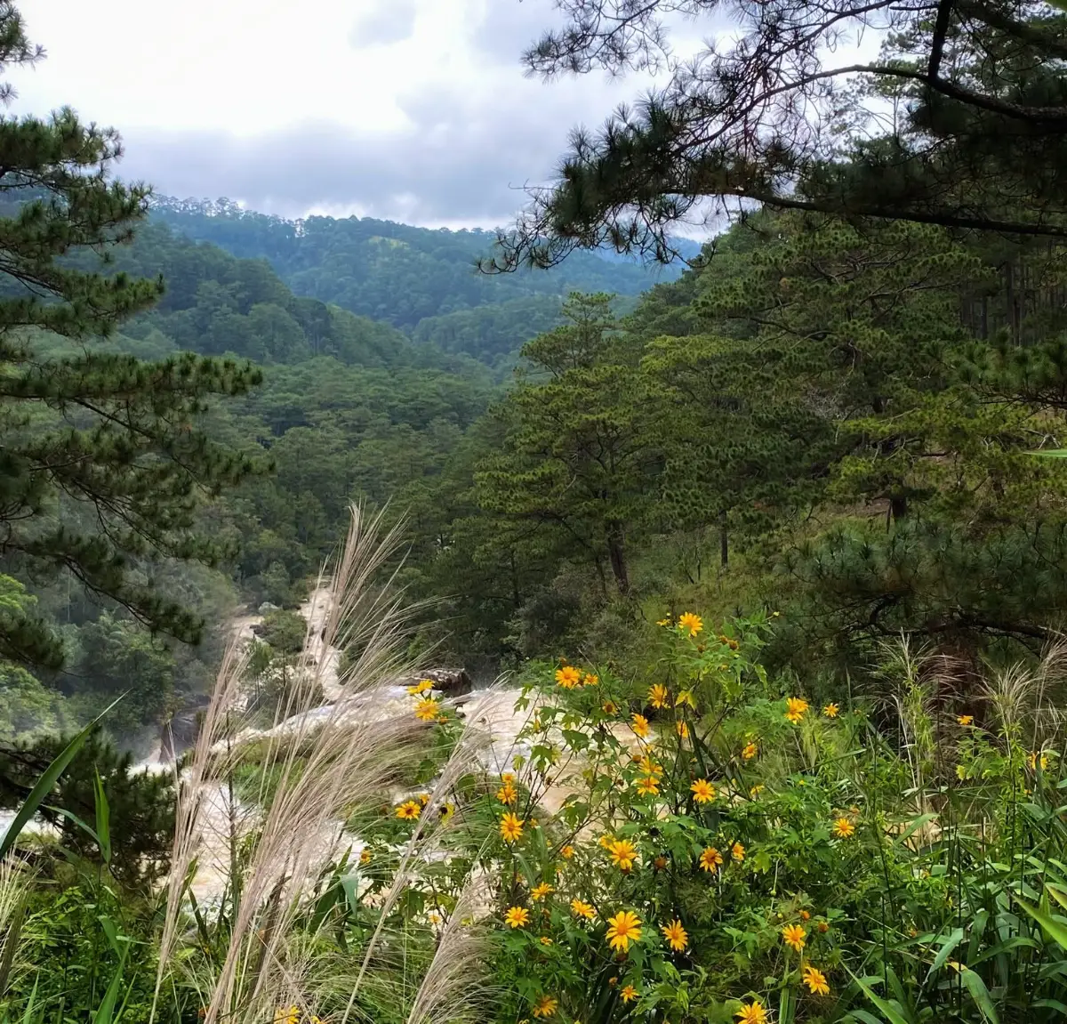 16 địa điểm chụp ảnh hoa dã quỳ đẹp nhất 3 miền 12 Hoa dã quỳ cung đường Cầu Đất - Dran - Đơn Dương - Timeout Việt Nam