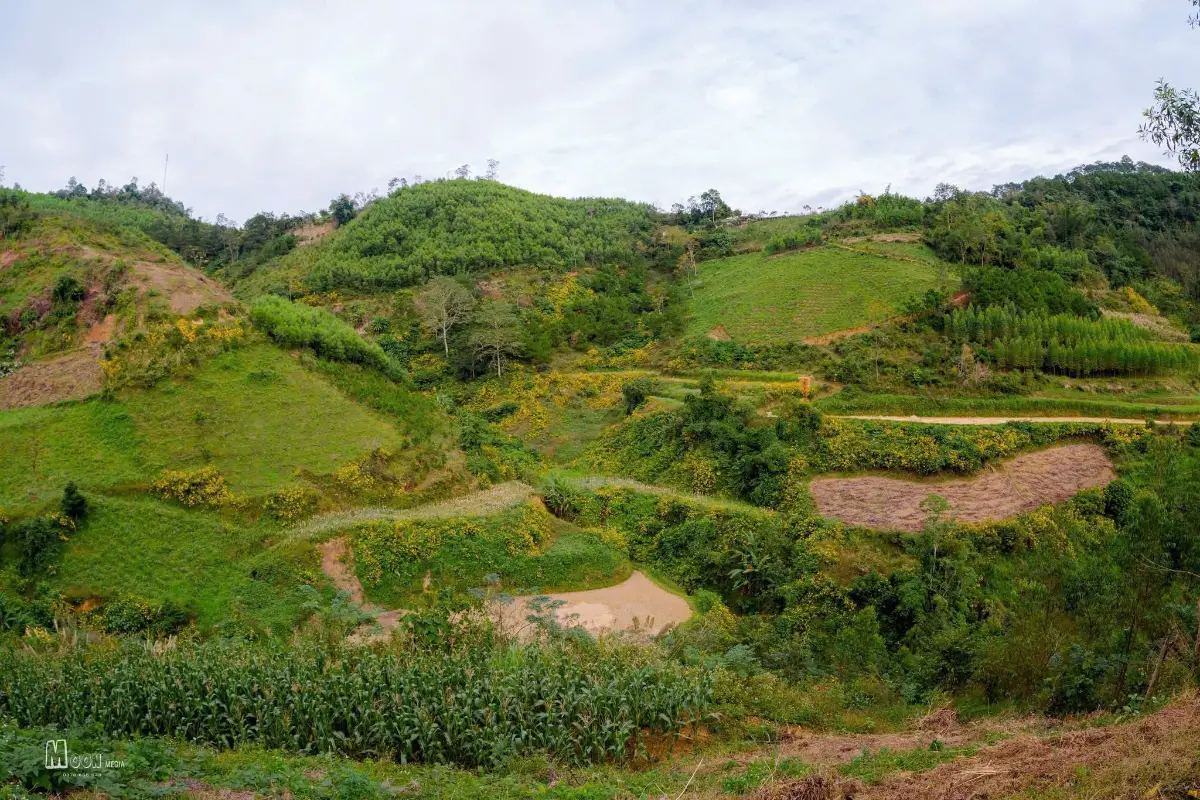 16 địa điểm chụp ảnh hoa dã quỳ đẹp nhất 3 miền 6 Hoa dã quỳ đèo Sài Hồ, Lạng Sơn - Timeout Việt Nam