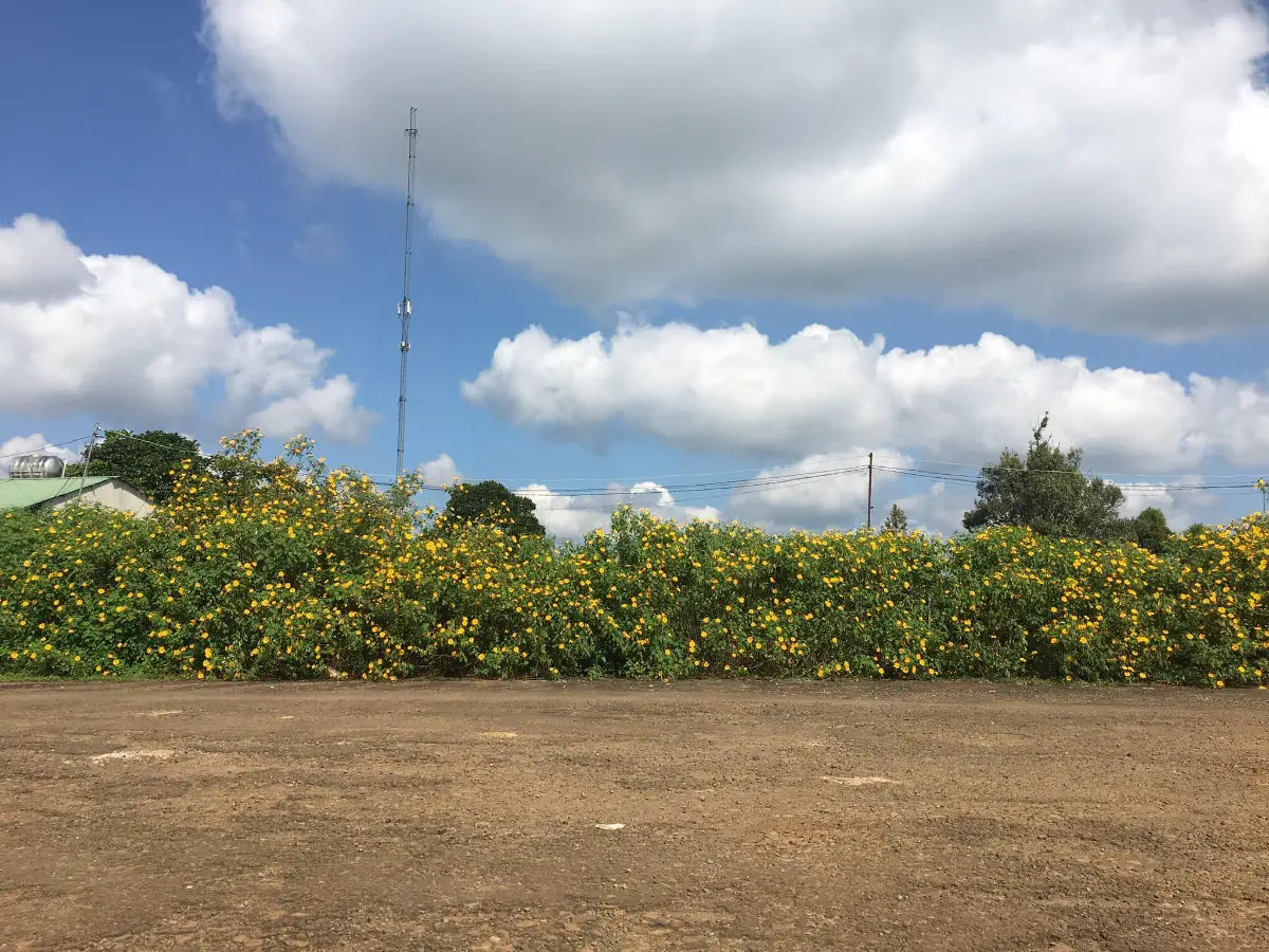 16 địa điểm chụp ảnh hoa dã quỳ đẹp nhất 3 miền 16 Hoa dã quỳ - Đường vào thác Dambri và chùa Di Đà - Timeout Việt Nam