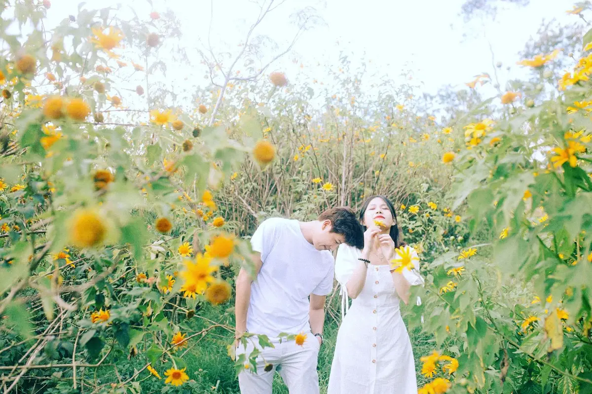 16 địa điểm chụp ảnh hoa dã quỳ đẹp nhất 3 miền 15 Hoa dã quỳ - Tu Tra - Bồng Lai - Dalat Milk Farm - Timeout Việt Nam