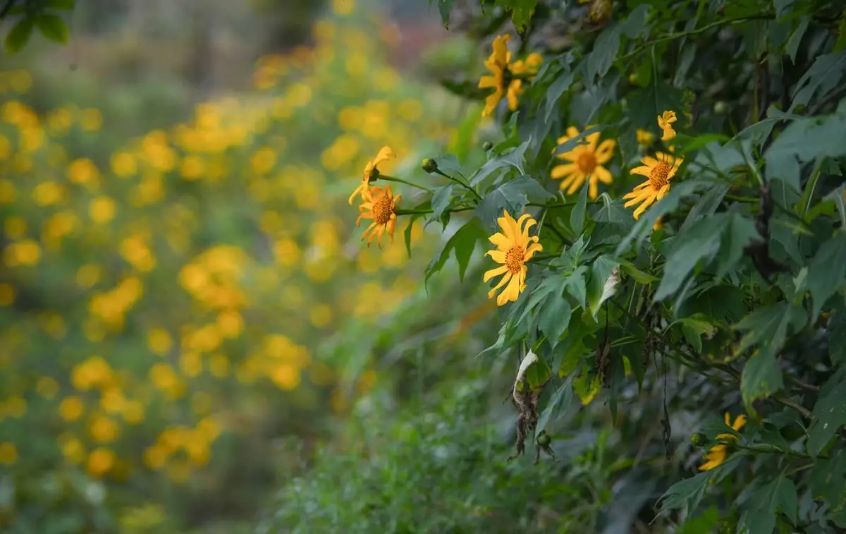 16 địa điểm chụp ảnh hoa dã quỳ đẹp nhất 3 miền 11 Mùa hoa dã quỳ Buôn Ma Thuột - Timeout Việt Nam
