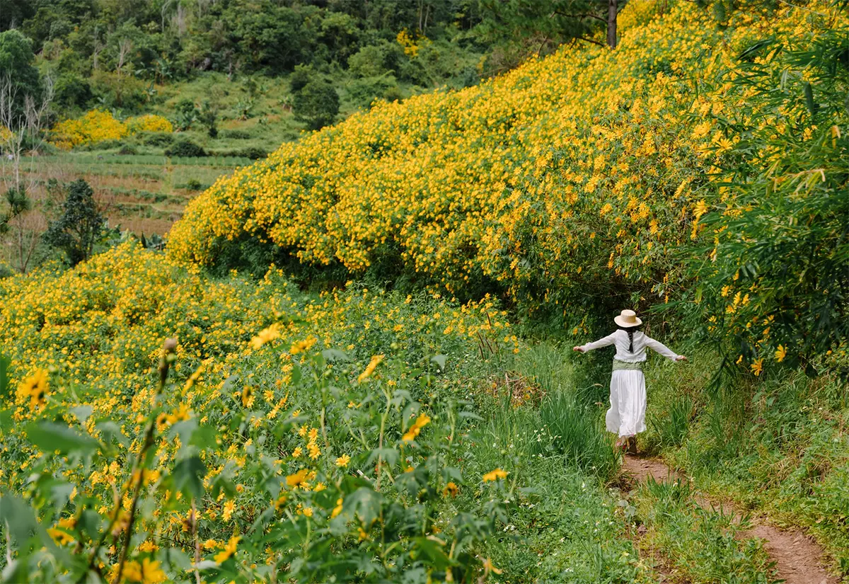 Mùa hoa dã quỳ Đà Lạt: 6 cung đường và bí kíp săn hoa 4 mua hoa da quy da lat 6 cung duong va bi kip san hoa 1