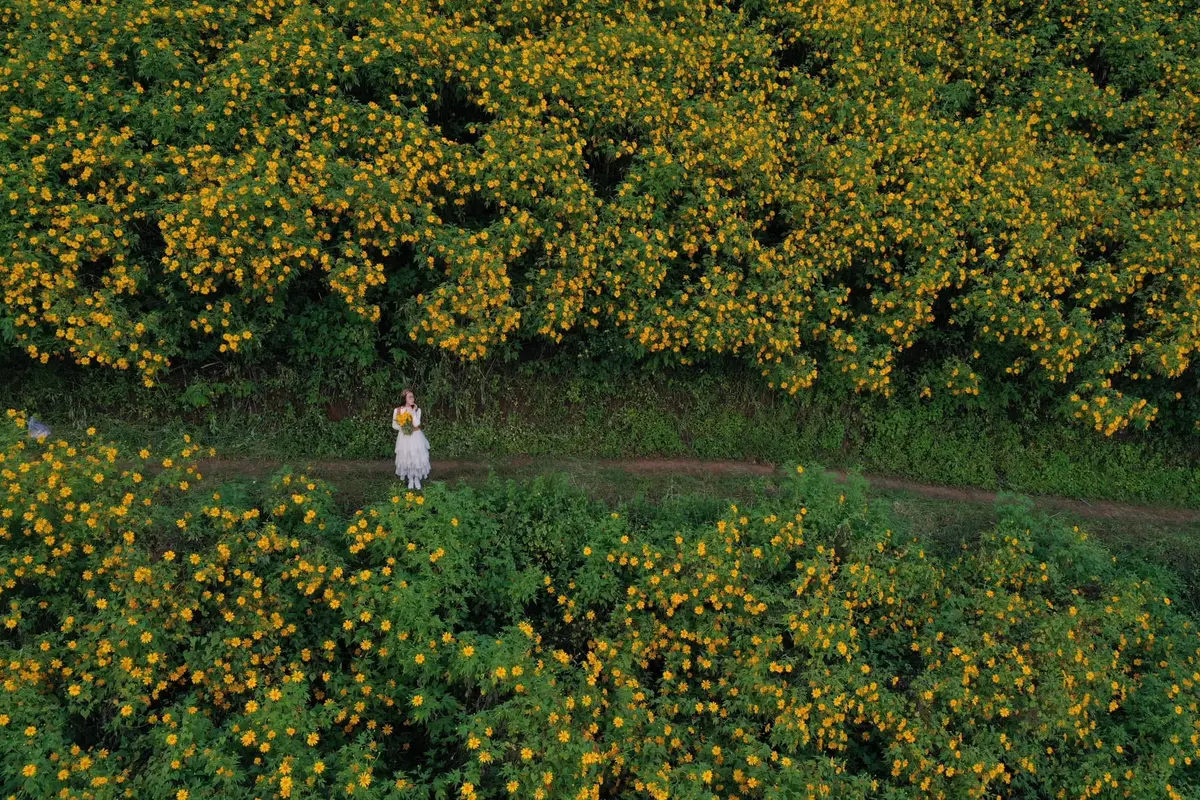 Mùa hoa dã quỳ Đà Lạt: 6 cung đường và bí kíp săn hoa 12 mua hoa da quy da lat 6 cung duong va bi kip san hoa 10