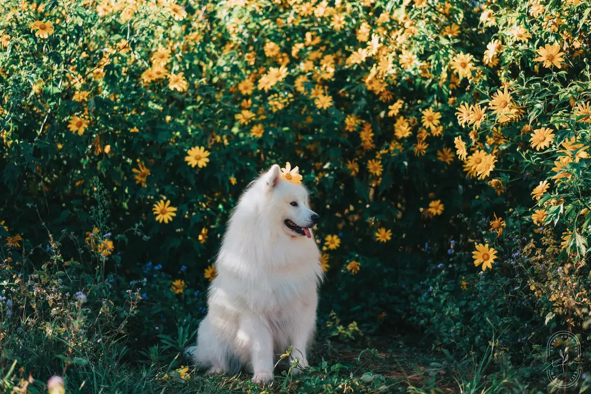 mua hoa da quy da lat 6 cung duong va bi kip san hoa 4