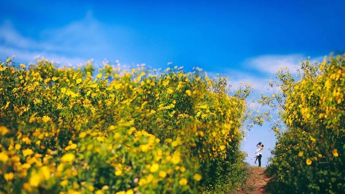 Mùa hoa dã quỳ Đà Lạt: 6 cung đường và bí kíp săn hoa 7 mua hoa da quy da lat 6 cung duong va bi kip san hoa 5