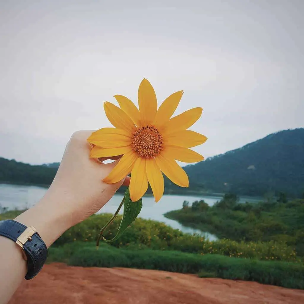 Mùa hoa dã quỳ Đà Lạt: 6 cung đường và bí kíp săn hoa 8 mua hoa da quy da lat 6 cung duong va bi kip san hoa 6