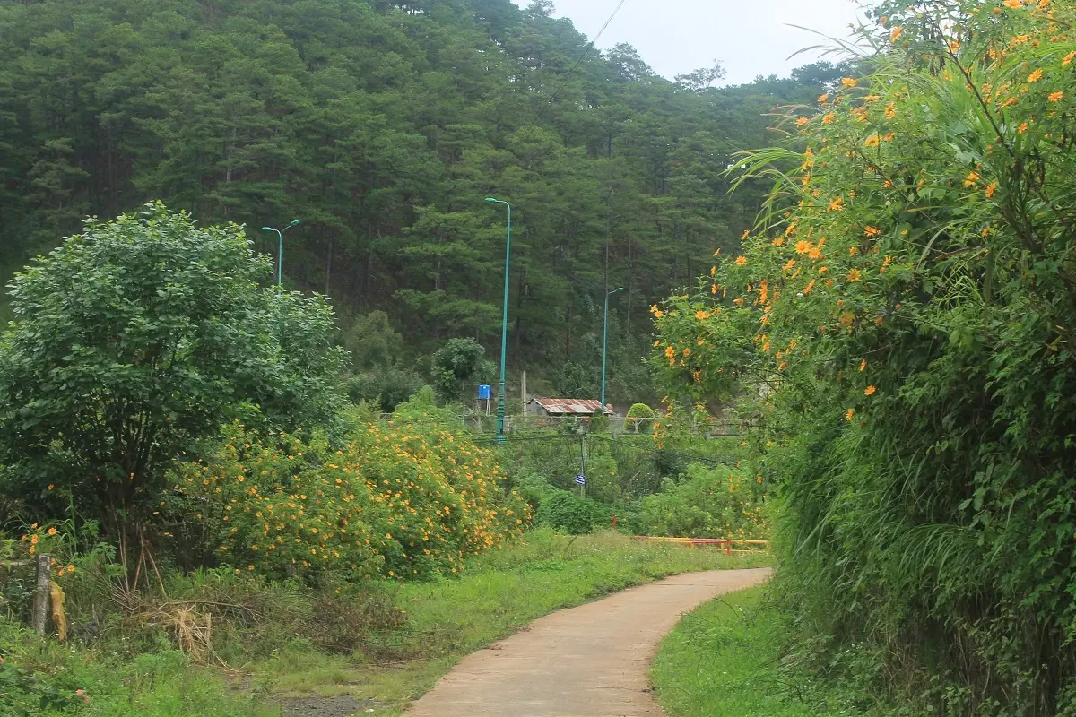 Mùa hoa dã quỳ Đà Lạt: 6 cung đường và bí kíp săn hoa 9 mua hoa da quy da lat 6 cung duong va bi kip san hoa 7