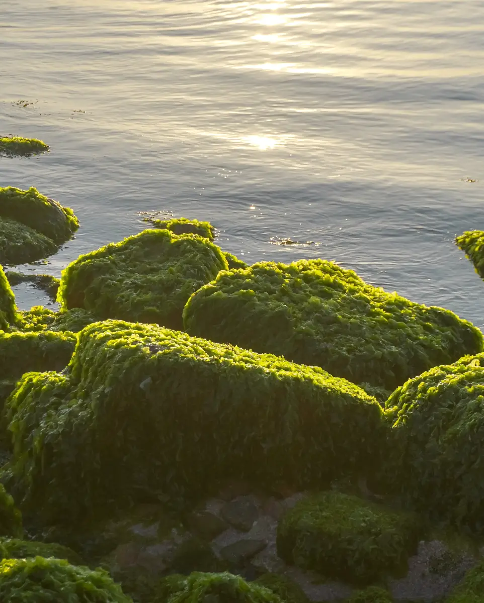 Du lịch trái mùa Việt Nam: Top 13 điểm đến tiết kiệm nhất 12 Mùa rêu tại Nhơn Hải (Quy Nhơn) - Du lịch trái mùa - Timeout Việt Nam