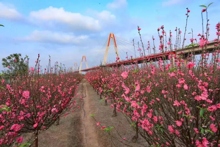 Review vườn đào Nhật Tân 2026: Cẩm nang du xuân chi tiết